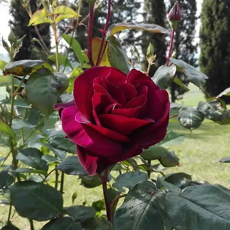 아파트 Il Pianetto 첼레 술 리고